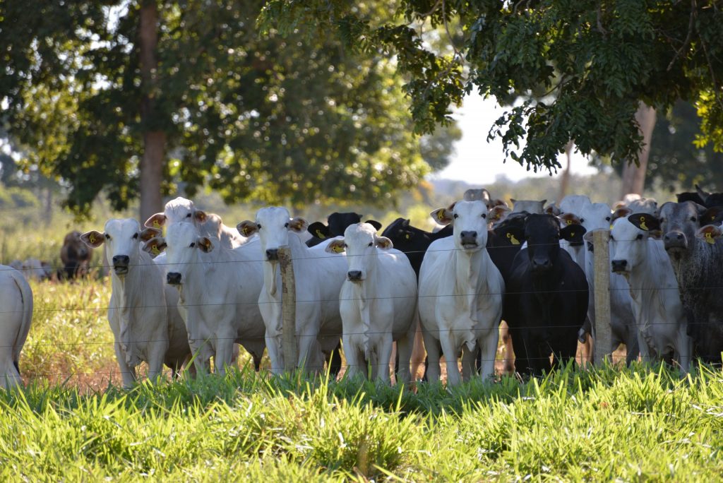 Na imagem, vemos em um pasto bem vegetativo diversos bovinos, em sua maioria de cor branca e, em minoria, de cor preta. Ao fundo, observamos algumas árvores na paisagem. Foto ilustra matéria de gestão pecuária.