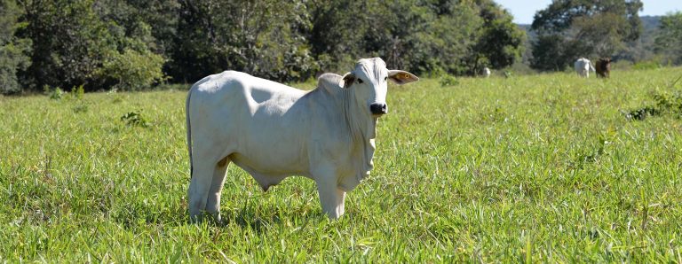 Nelore no pasto, olhando para frente, simbolizando a produção e a oferta que influenciam o boi gordo preço.