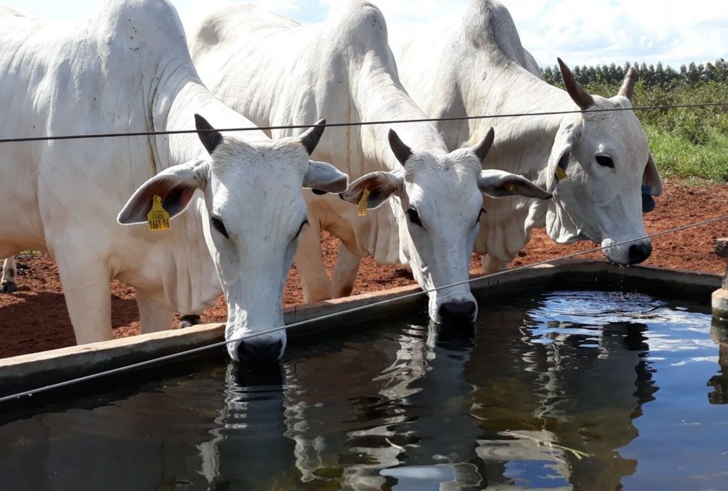 Três vacas da raça Nelore se hidratando em um cocho de água na fazenda.
