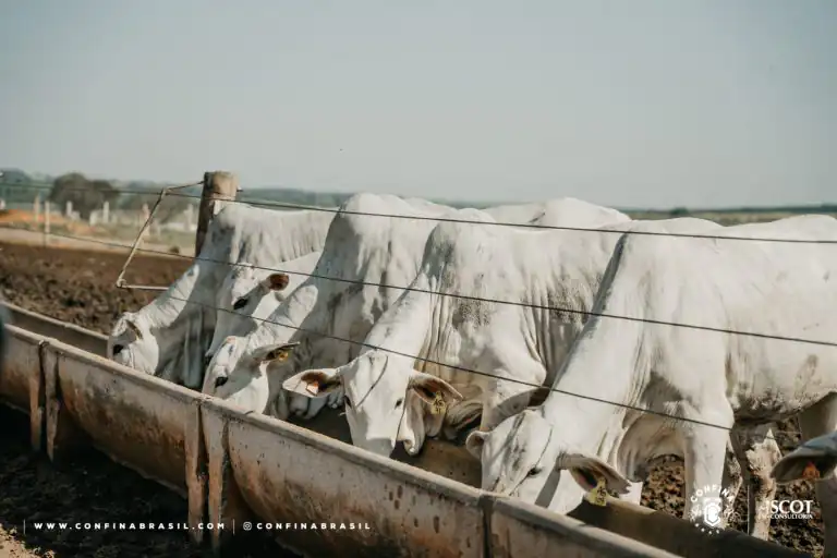 Bois da raça Nelore se alimentando no cocho, ilustrando os custos do confinamento em uma fazenda.