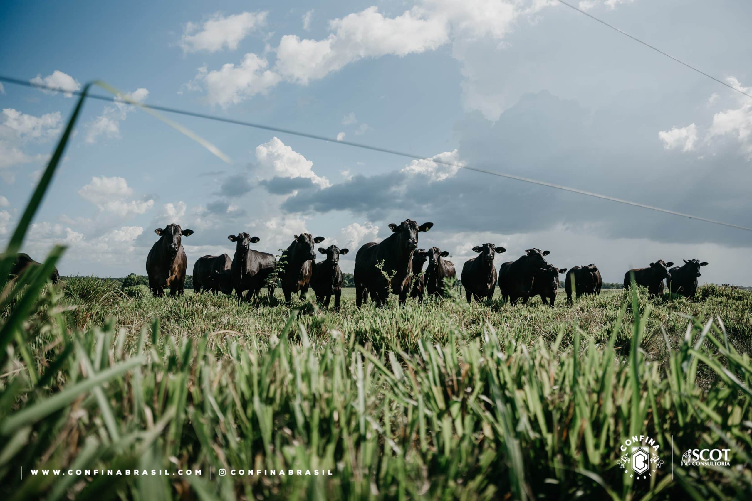 recuperação de pastagem