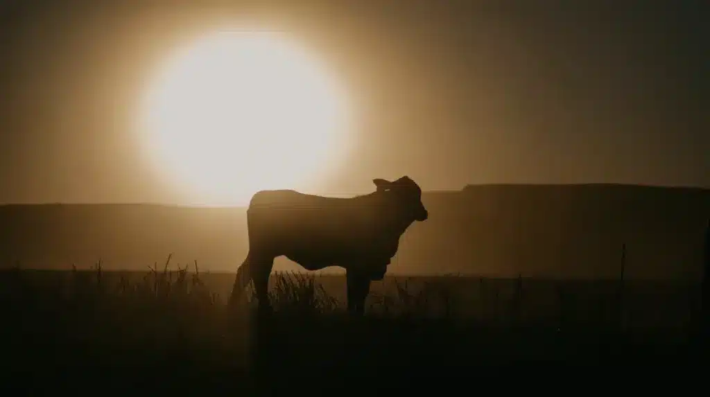 Bezerro no pôr do sol em uma fazenda, simbolizando o ciclo pecuário.