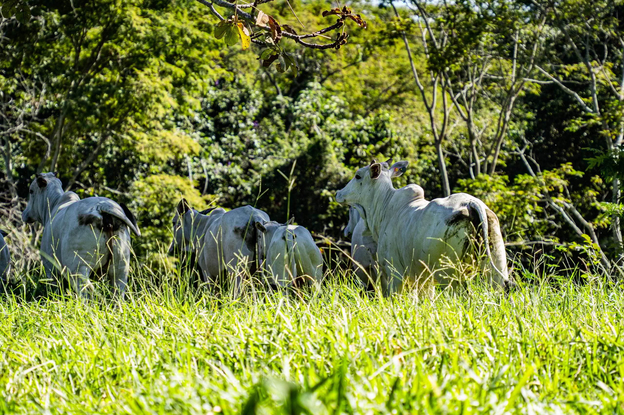 Animais criados em pastagens