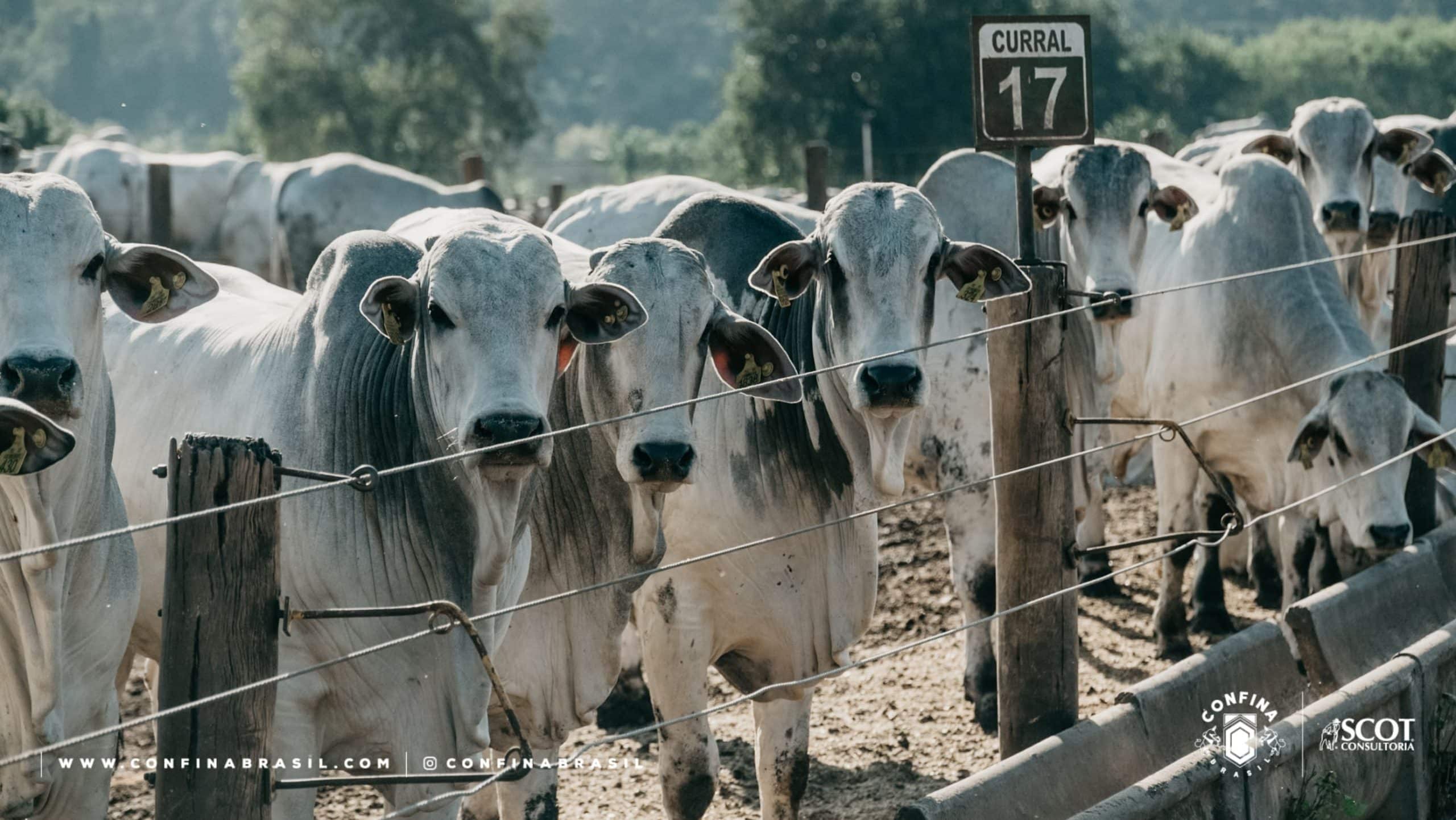 Animais em confinamento