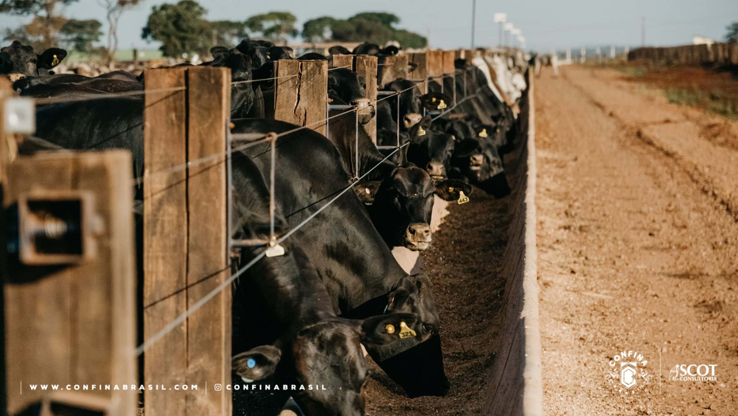 boitel em confinamento