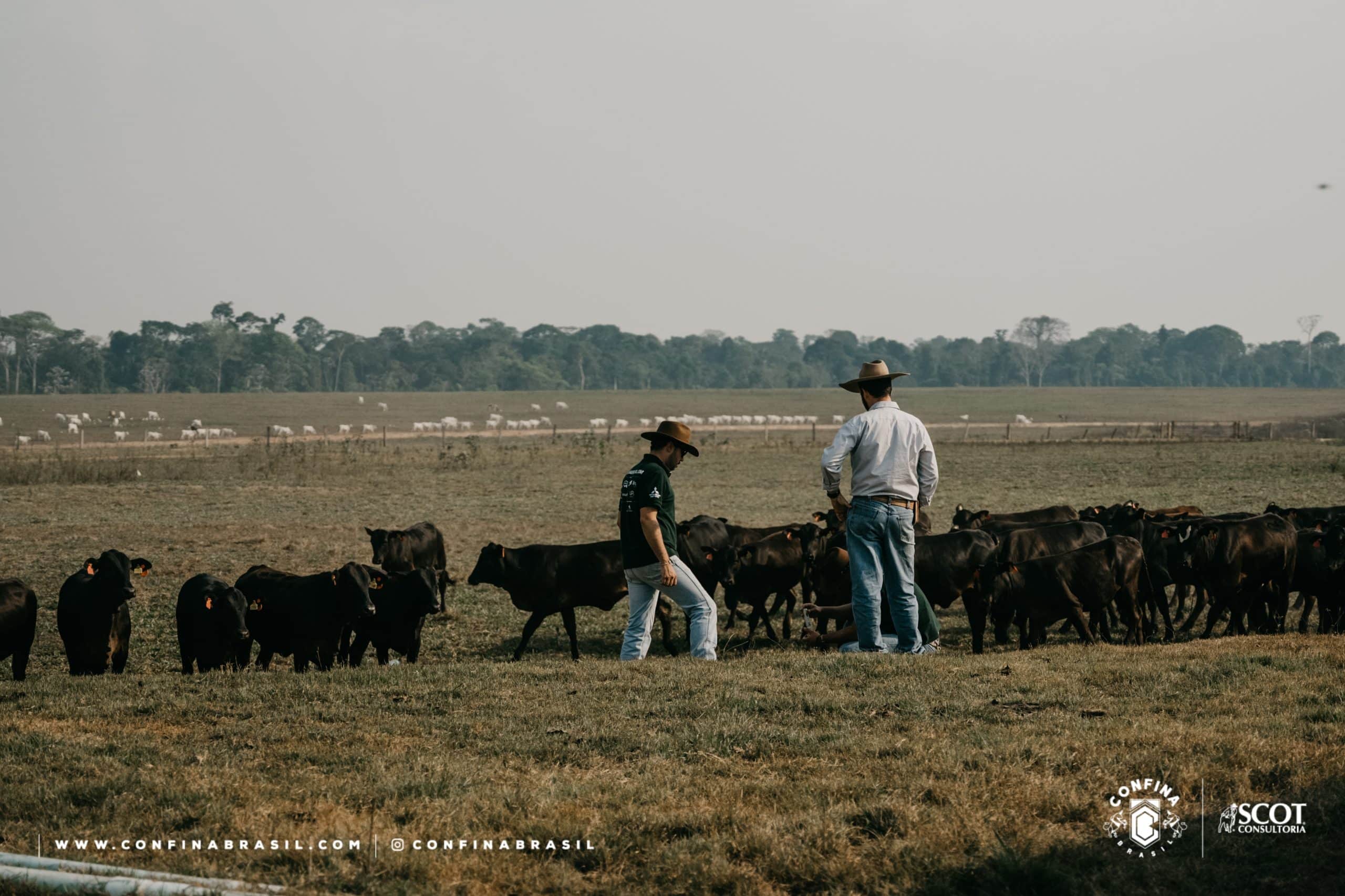 Terminação intensiva a pasto (TIP) com silagem