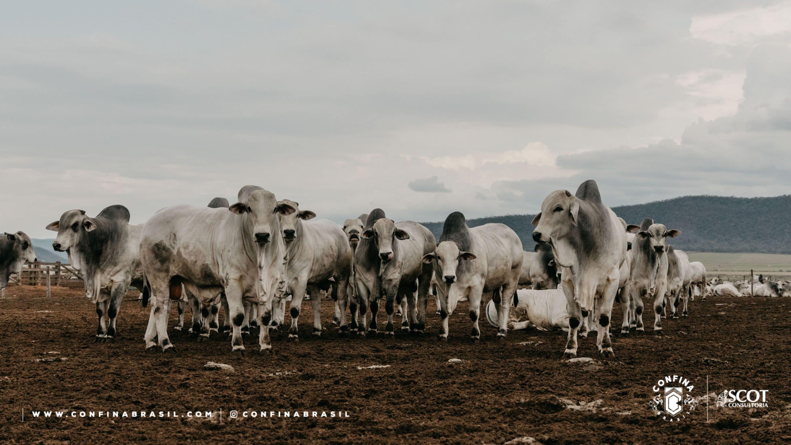 Nelore em confinamento