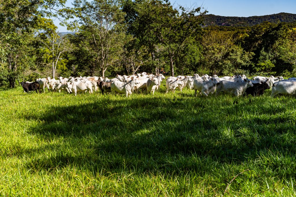 matrizes em estação de monta