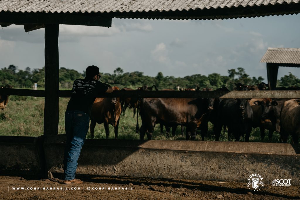 indicadores na pecuária