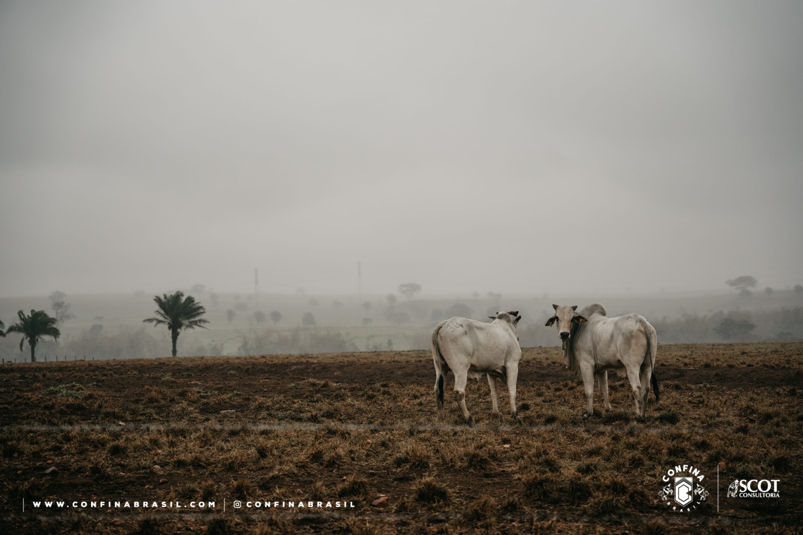 pecuária no inverno