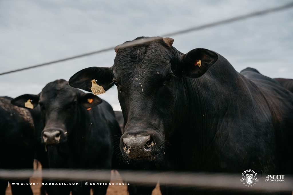 rastreabilidade bovina