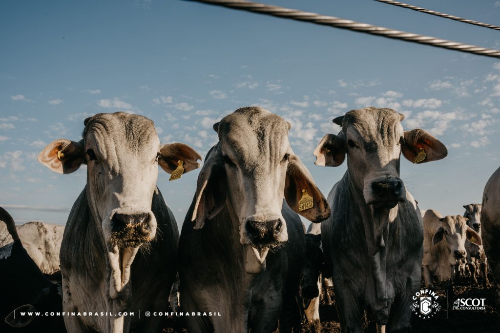 Confinamento bovinos