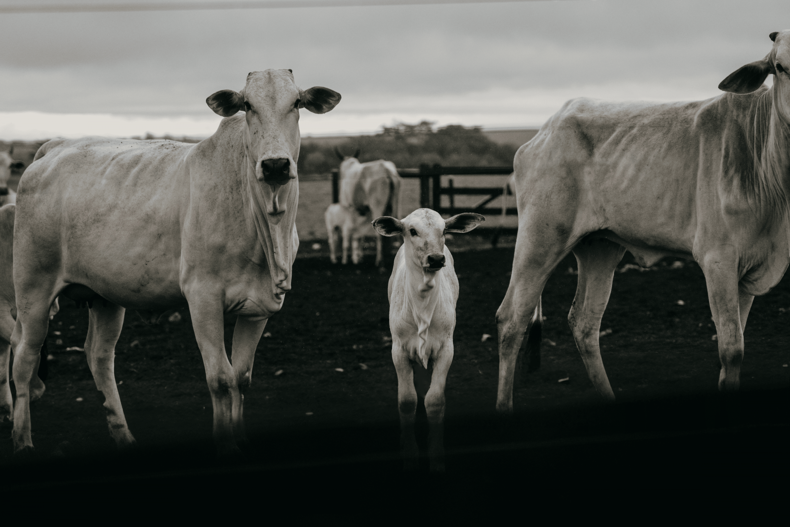 bezerro recém nascido