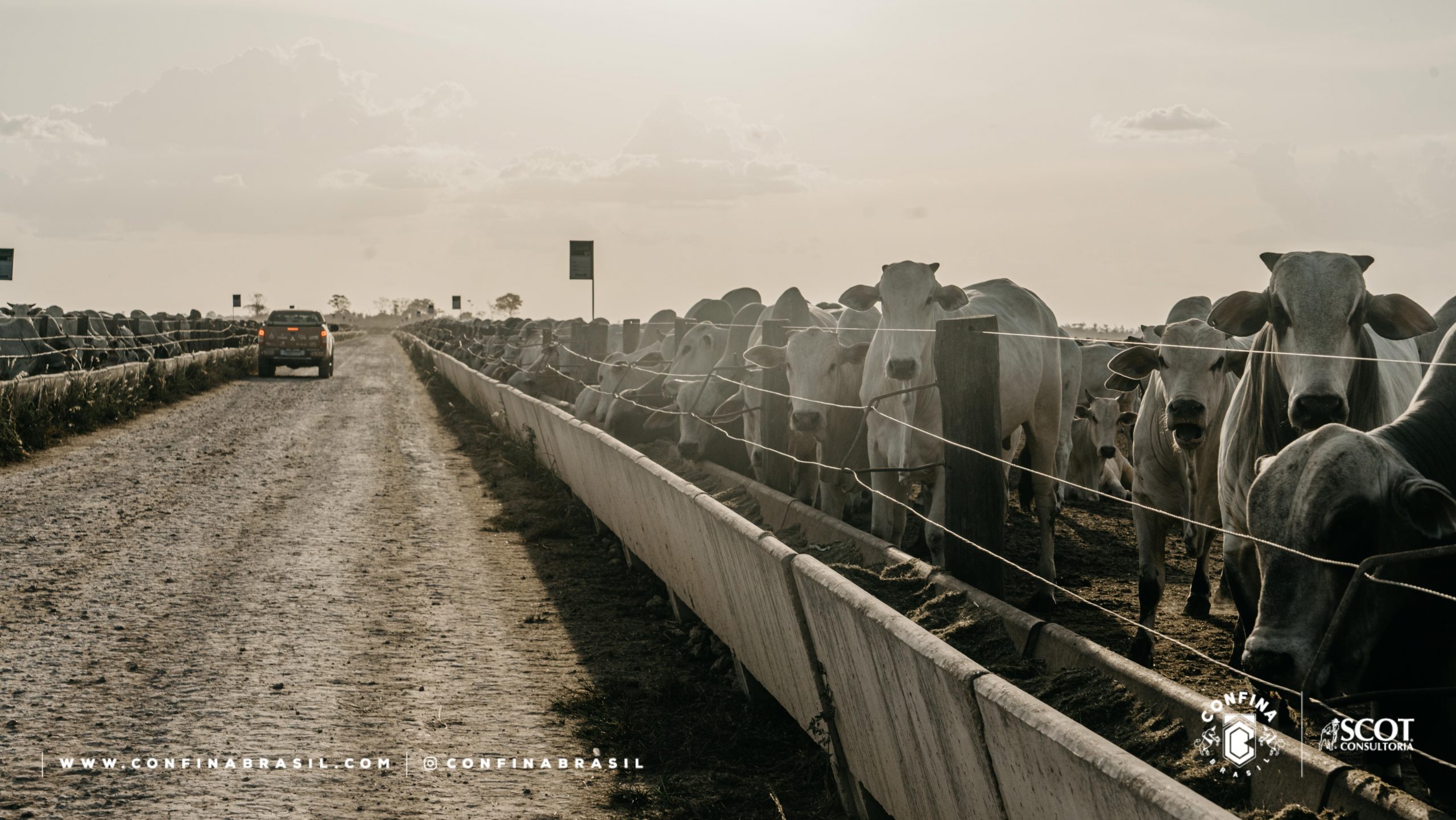 Confinamento de gado nelore