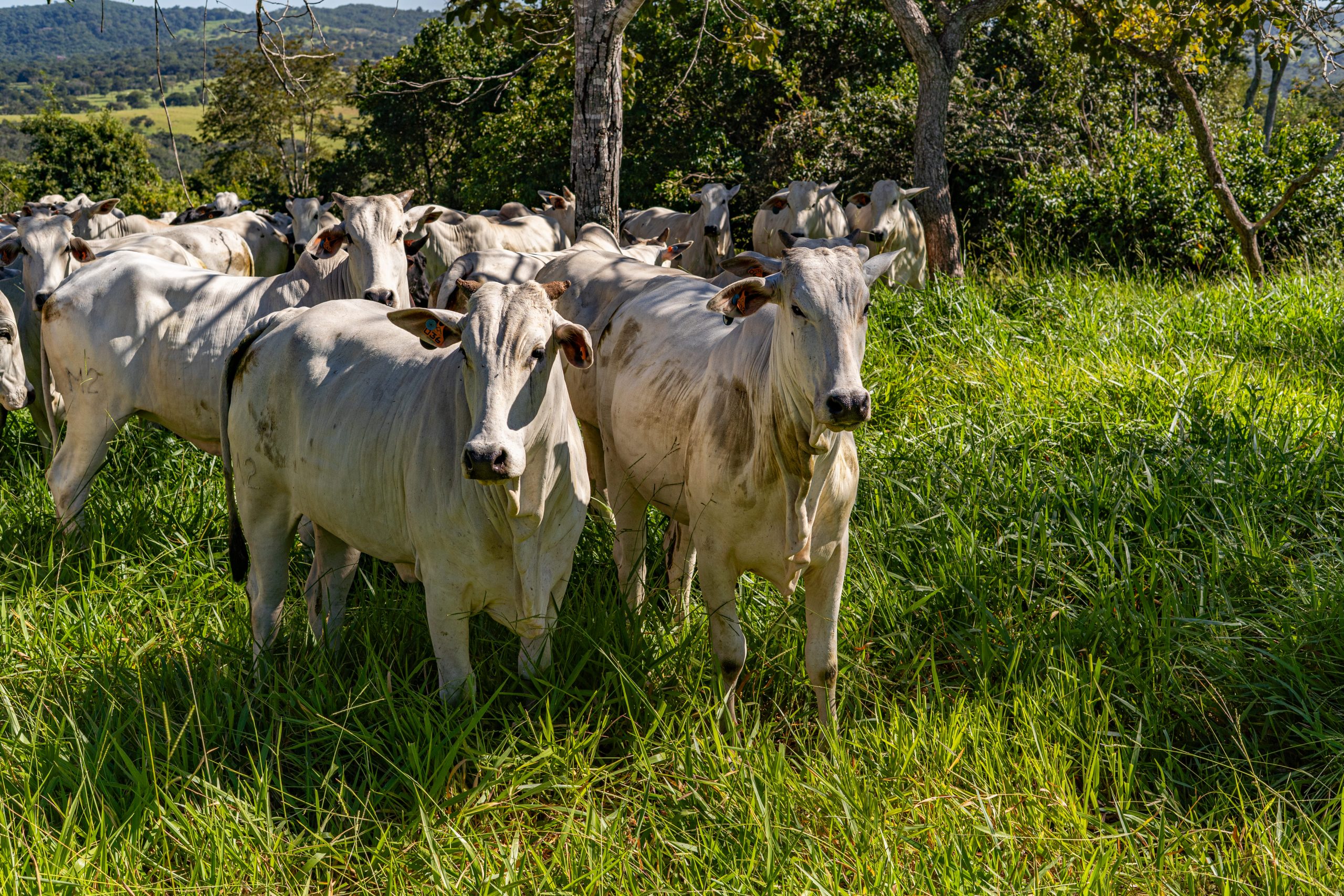 fêmeas Nelore em estação de monta