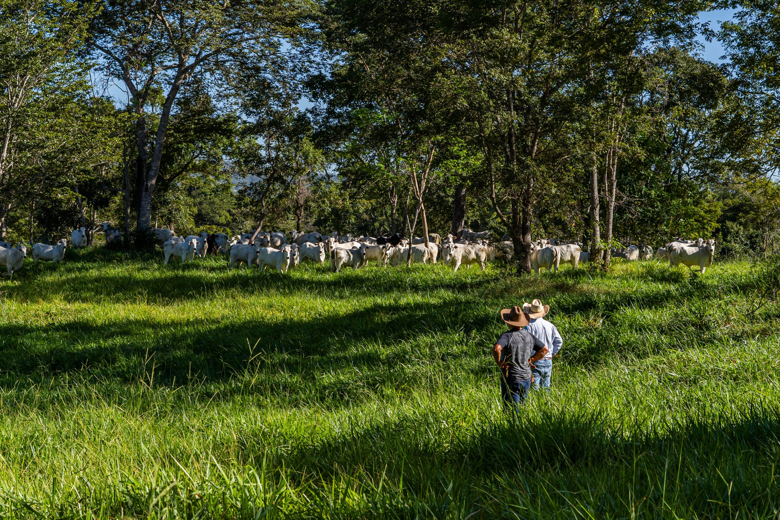 Vacas pós IATF