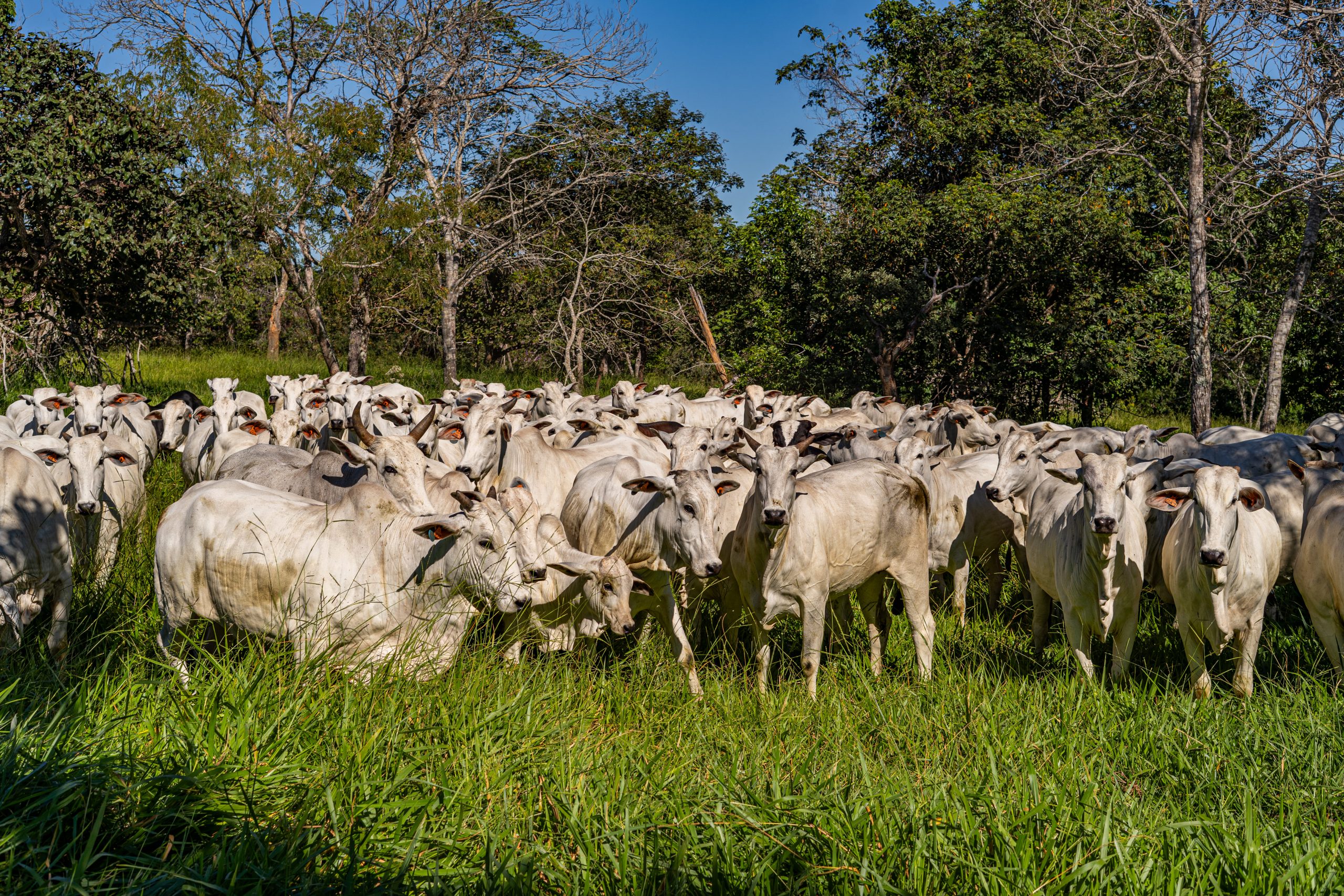 Matrizes em estação de monta