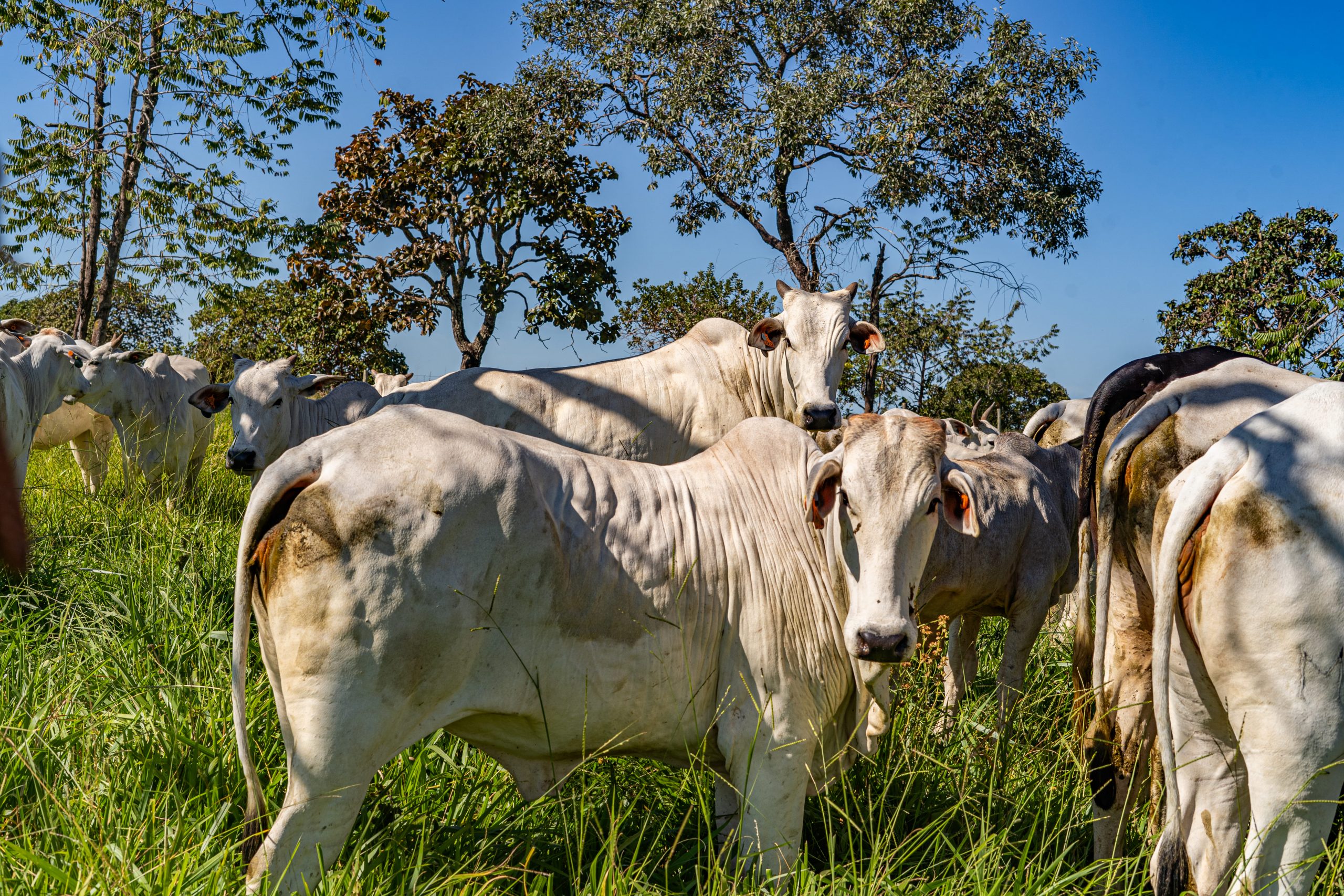 fêmeas pós manejo de inseminação artificial em tempo fixo