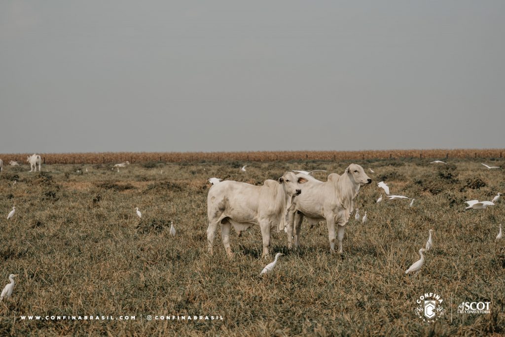 Planejamento forrageiro